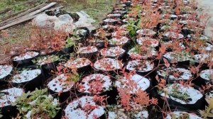 Голубика в контейнерах зимой в открытом грунте