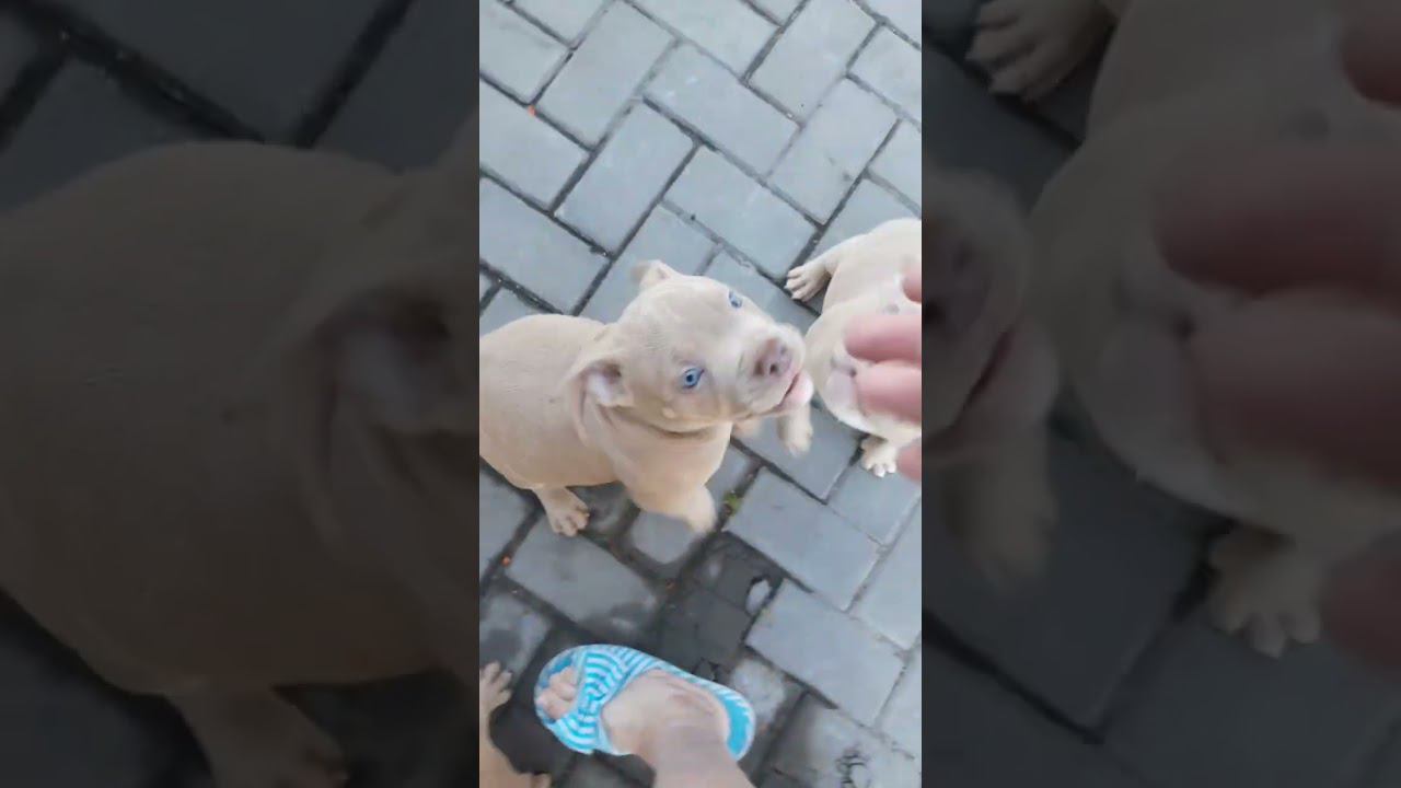 щенки американского булли и бигли. 8-927-277-24-37 питомник Стелла Фиделис #puppy, #собаки, #щенок, смотреть онлайн