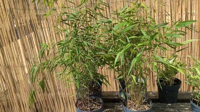 Какой бамбук едят Панды? И, вообще, для чего бамбук в саду? 13 августа 2023 г. смотреть онлайн