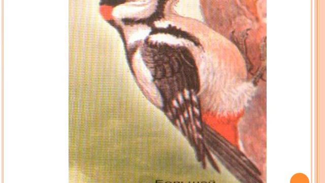 Презентация Птичьи секреты смотреть онлайн