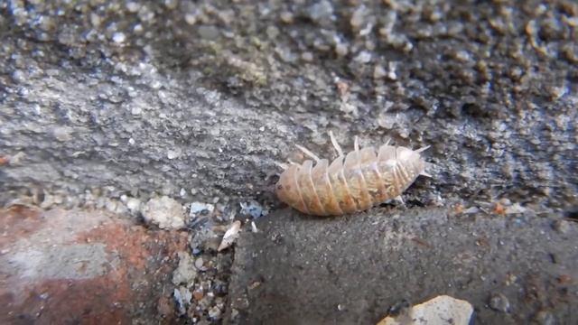 Oniscidea 1 [1080p60]