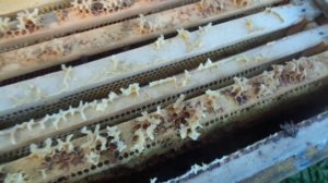 Пчёлы (Как подсадить маточник при существующей матке? Рамка 145.)