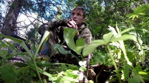 КАК ЗАРАБОТАТЬ МНОГО ДЕНЕГ В ТАЙГЕ / СБОР ПИХТОВОЙ ЖИВИЦЫ / КАК БИЗНЕС ИДЕЯ