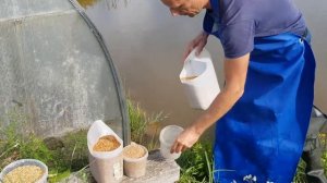 Чем кормить рыбу в дачном пруду: пшеница, кукуруза или овес? Часть 3