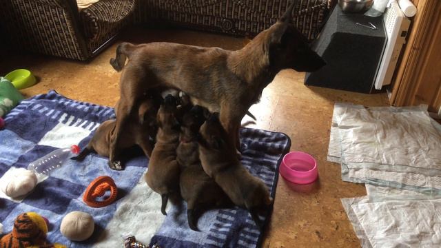 Второе значение фразы "Молоко убежало" смотреть онлайн