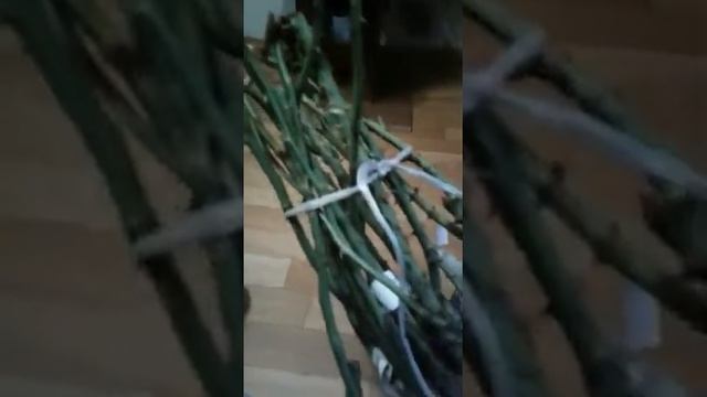 Посылка с розами! Отзыв покупателя. Питомник роз Вип Сад23! смотреть онлайн