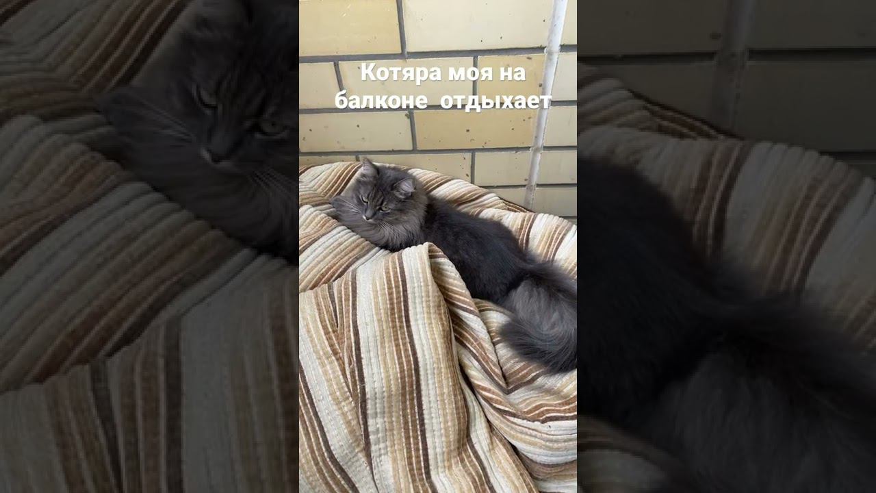 Котяра отдыхает смотреть онлайн