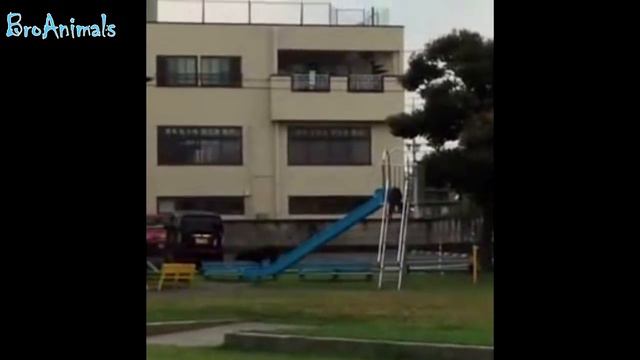 ОЧЕНЬ СМЕШНЫЕ ЖИВОТНЫЕ | MOST FUNNY ANIMALS #542 смотреть онлайн