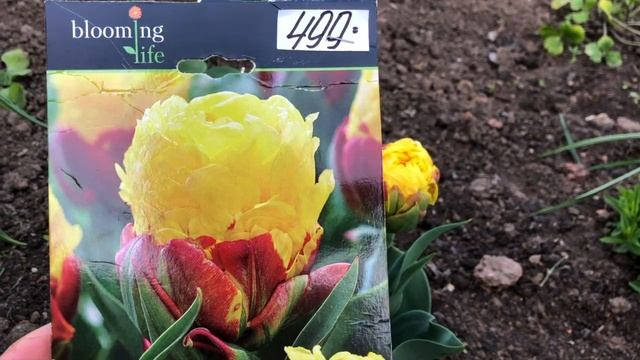 Тюльпаны в моём саду. Редкий тюльпан АЙС КРИМ БАНАНА. Обзор, сорта и названия тюльпанов 2021 года. смотреть онлайн