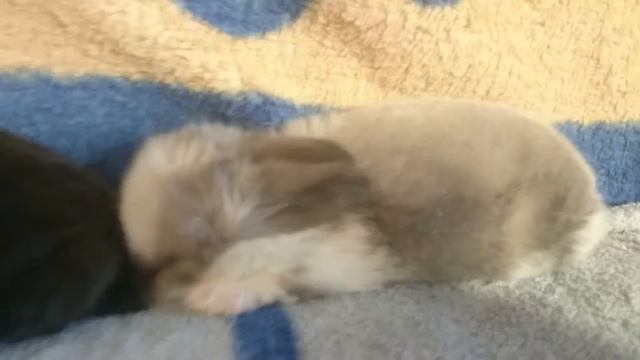Мои зайчики смотреть онлайн