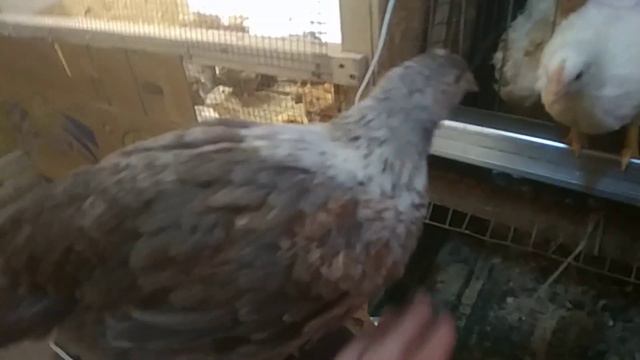 Здоровые цыплята, часть 11. Взвешиваю цыплят разных возрастов. Пособие для новичков. смотреть онлайн