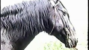 Кавказ. Къарачай. Карачаевская порода лошадей.