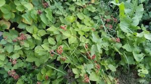 ежевика Честер,4 год вегетации,2.09.23,удаляю сорт