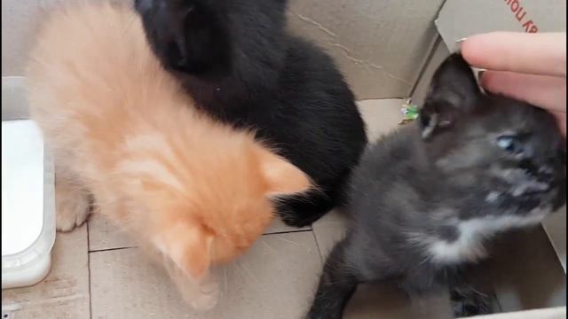 Как выкормить котенка. смотреть онлайн