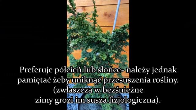 Cyprysik tępołuskowy Filicoides, Chamaecyparis obtusa- Efektowna roślina na skalniak i do donicy смотреть онлайн