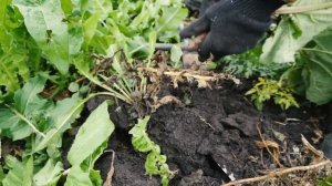 ЛОПУХ | КАК КОПАТЬ И КОГДА ЗАГОТАВЛИВАТЬ КОРЕНЬ ЛОПУХА? | ВИСТЕРРА | Ч. 1