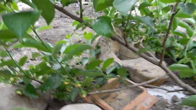 Хурма "Никитская бордовая" в холодном климате. смотреть онлайн