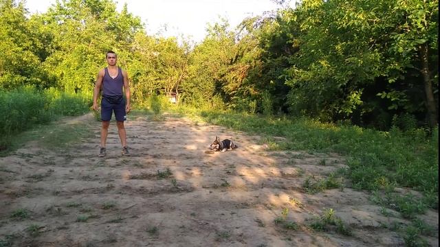 Черноморская хаски 4 месяца дрессировка на природе смотреть онлайн