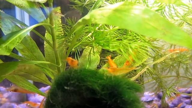 Креветки Аквариумные