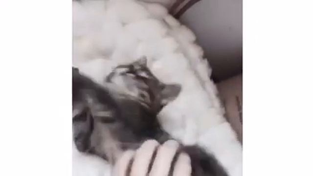 Котёнок лапочка