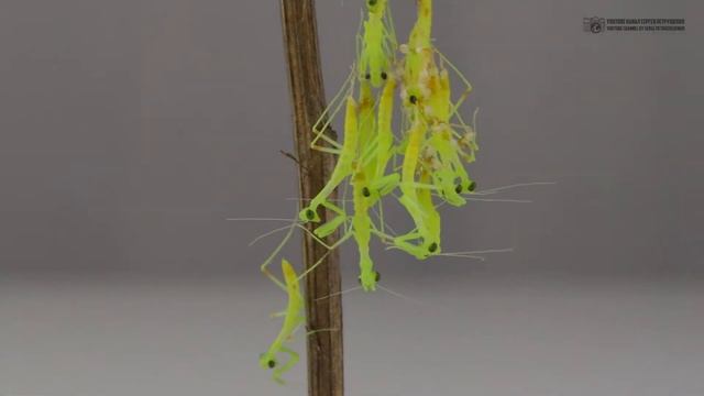 Рождение богомолов на скорости х10. Смотрим и считаем малышей. // Clever Cricket смотреть онлайн