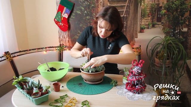 Шикарные композиции из суккулентов! DIY: Мини-сад в горшке! смотреть онлайн