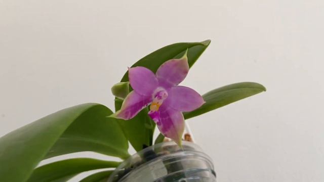 「21422」蝴蝶兰，有香味【兰花词典16】Phal.Jennifer Palermo X Phal.Germaine Vincent, 蝴蝶兰属（编号14） //静姐说花 смотреть онлайн