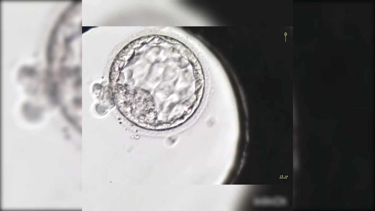 хэтчинг смотреть онлайн