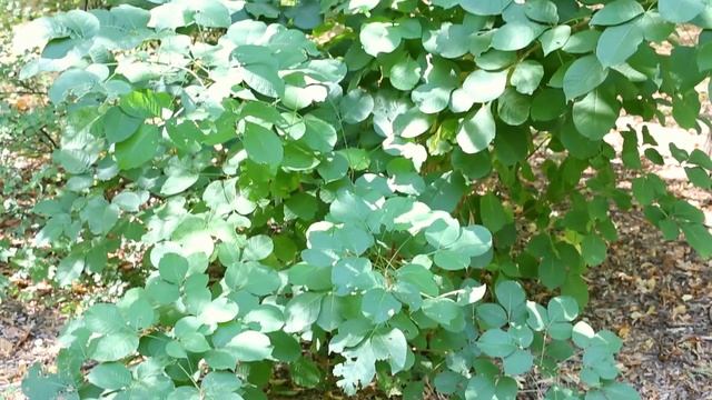 Птелея I Рtelea trifoliata смотреть онлайн