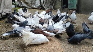 РАЗВЕДЕНИЕ ГОЛУБЕЙ В ДОМАШНИХ УСЛОВИЯХ !!!