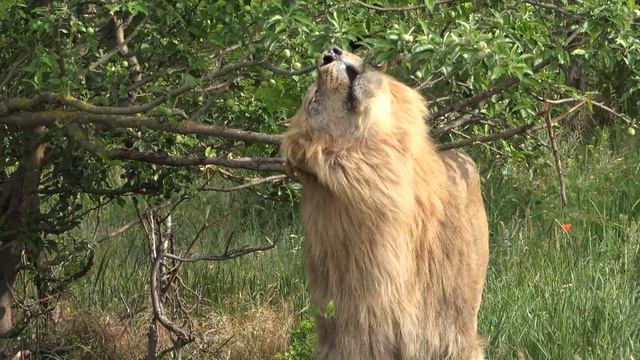 Что вытворяет ВОЖАК ЛЬВОВ Чук?! Львица в ШОКЕ!) 18+ смотреть онлайн