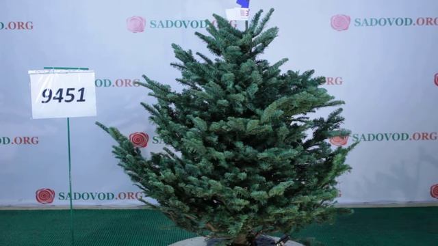 9451 Пихта Нобилис Благородная 1.00 - 1.25 м. смотреть онлайн