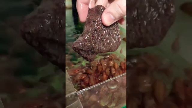 ЛИФАЛИЛИ, ХРОМИС КРАСАВЕЦ #цихлиды#хромискрасавец смотреть онлайн