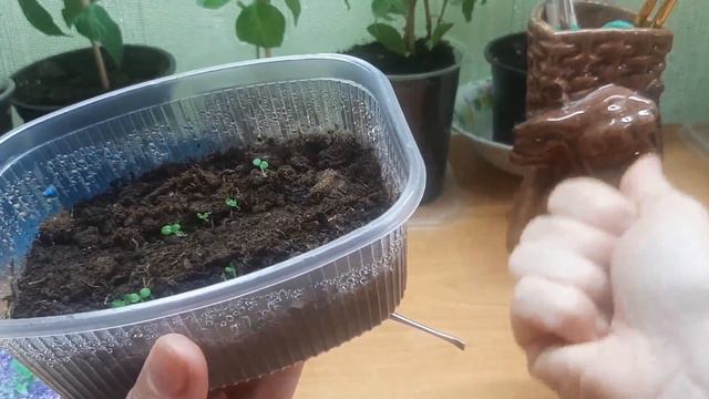 РЕЗУЛЬТАТЫ ПОСЕВА СЕМЯН ГЕЛИОТРОПА смотреть онлайн