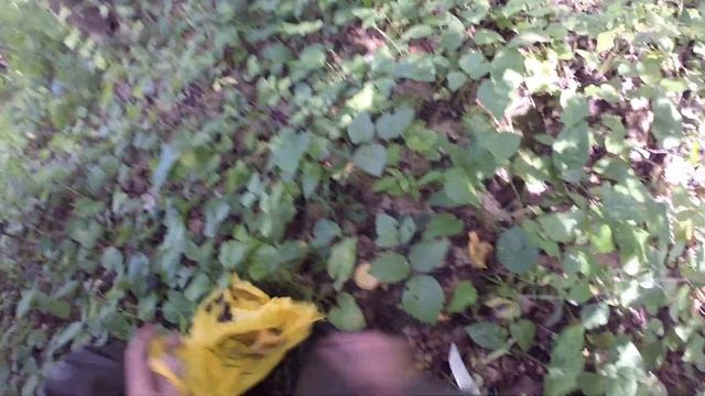 поставил ловушки для пчел, собрал много лисичек. смотреть онлайн