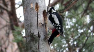 Чем питается Дятел зимой, Большой пестрый дятел
