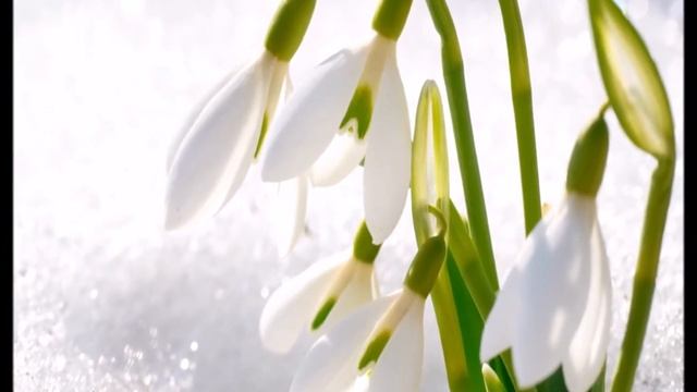 Весенняя цветотерапия-оздоровление души смотреть онлайн