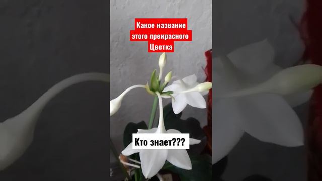 Какой цветок зацветает зимой 7 января 2023 г. смотреть онлайн