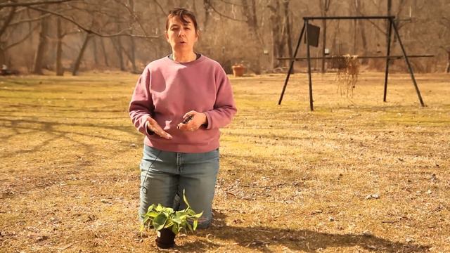 How to Prune a Philodendron : Pruning Tips смотреть онлайн