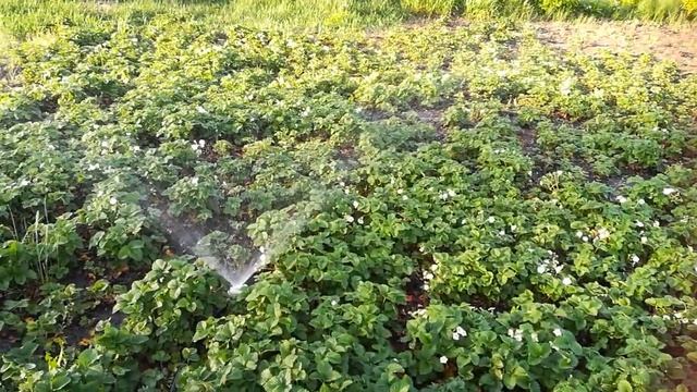 Как и сколько поливать клубнику. смотреть онлайн