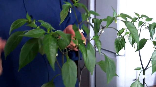 Перец. Опыление. 1 смотреть онлайн