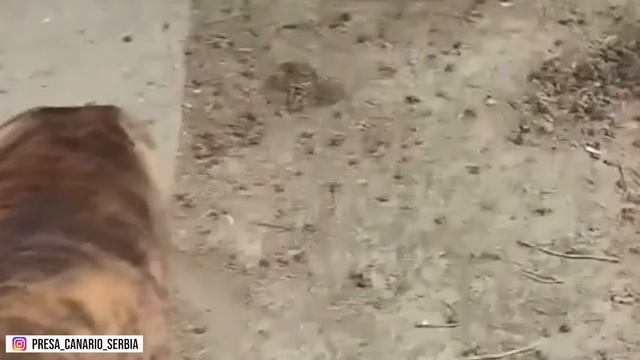 Presa Canario Vs Cane Corso: What's The Difference? Which Breed Is Stronger?