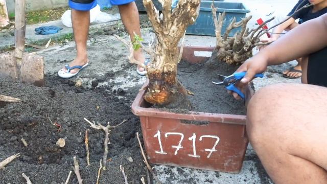 HOW TO MAKE BOUGAINVILLEA BONSAI смотреть онлайн