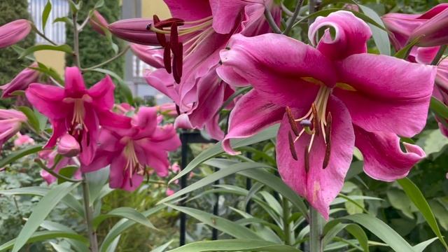 Лилии ОТ гибриды в моем саду / Сорта лилий / Уход за лилиями смотреть онлайн