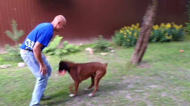 Боксер прыгает смотреть онлайн