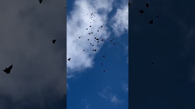 Полёт голуби Николаевские смотреть онлайн
