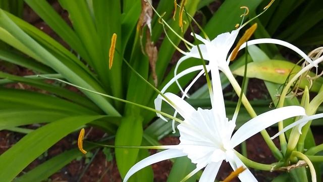 Hymenocallis littoralis, spider lily,Floración del Lirio Araña,زهرة العنكبوت,蜘蛛百合的 смотреть онлайн