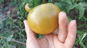 томат Улуру Охра (Uluru Ochre). Серия Гном томатный