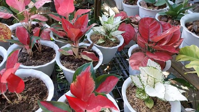 Basta Jelly's Garden Lahat Makakabili!#plants #garden #houseplants смотреть онлайн