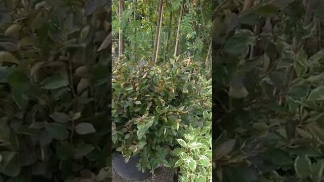 КИЗИЛЬНИК БЛЕСТЯЩИЙ для живой изгороди #ландшафтныйдизайнворонеж #кизильник #живаяизгородь смотреть онлайн